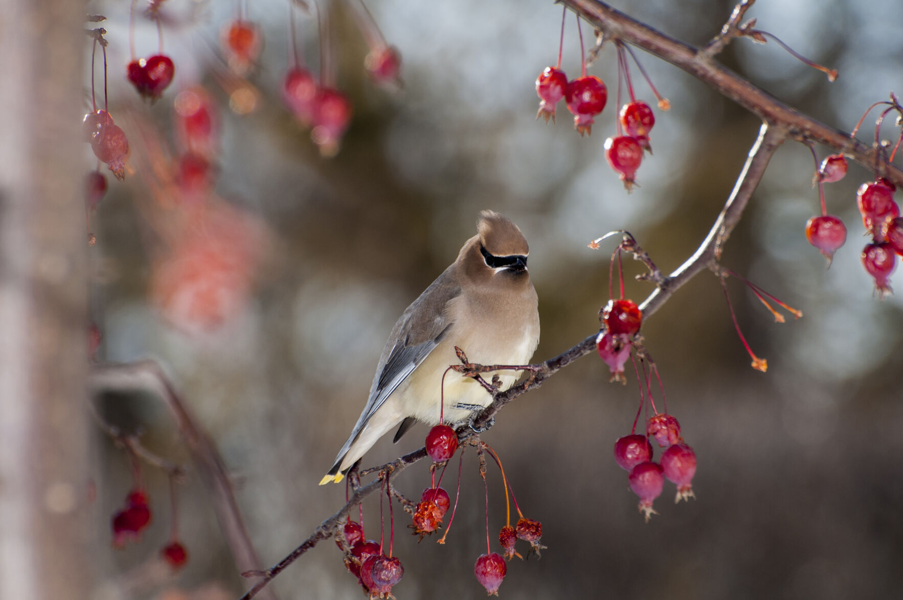 small trees with berries for birds