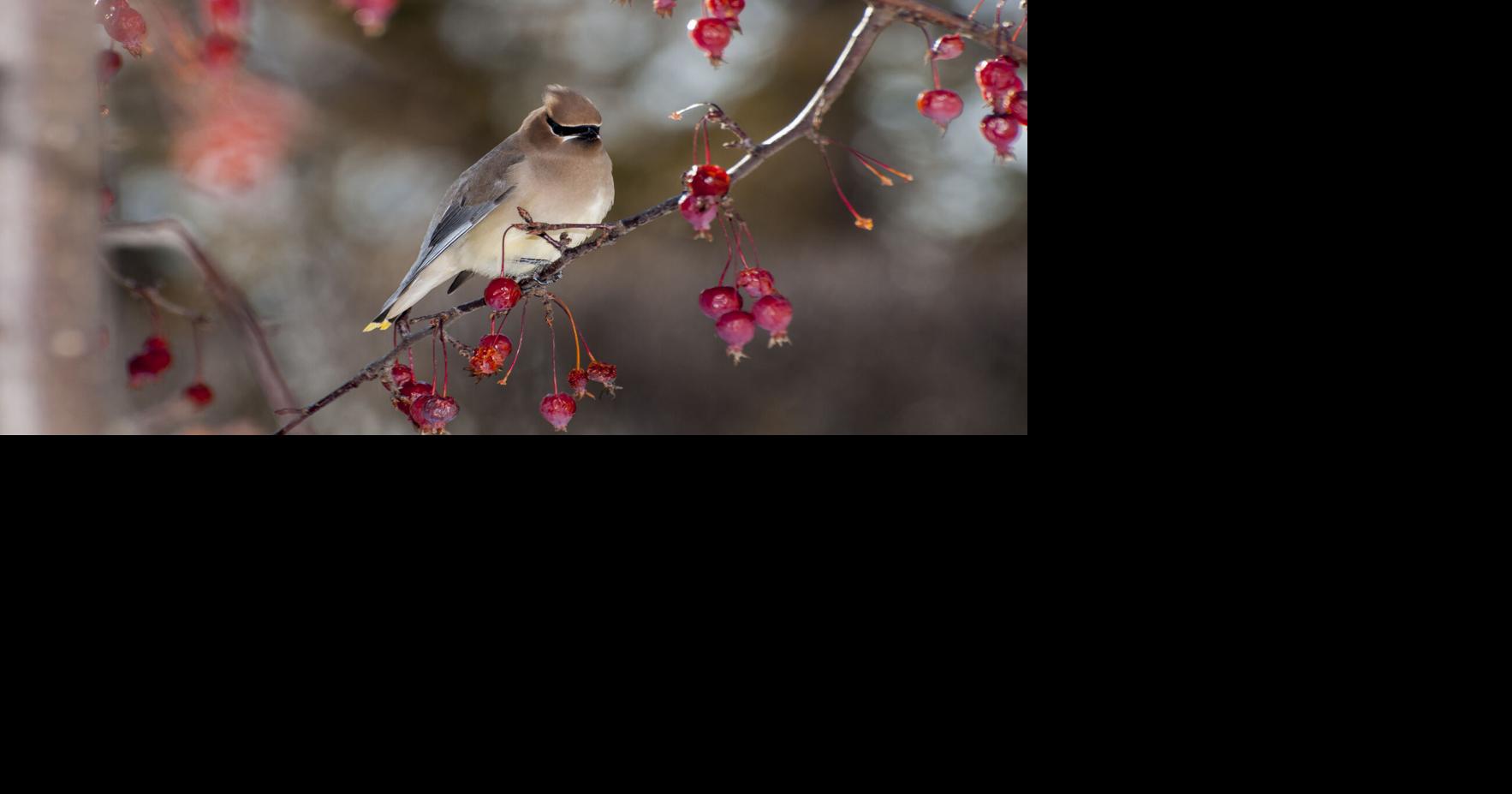 Trees and shrubs with berries for birds and fall beauty
