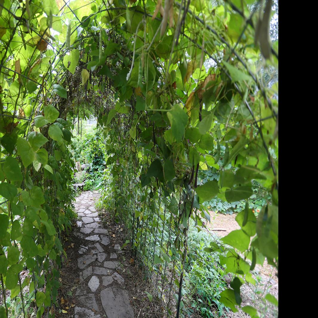 Outdoor Spaces: A 'food forest' in the City of Tonawanda