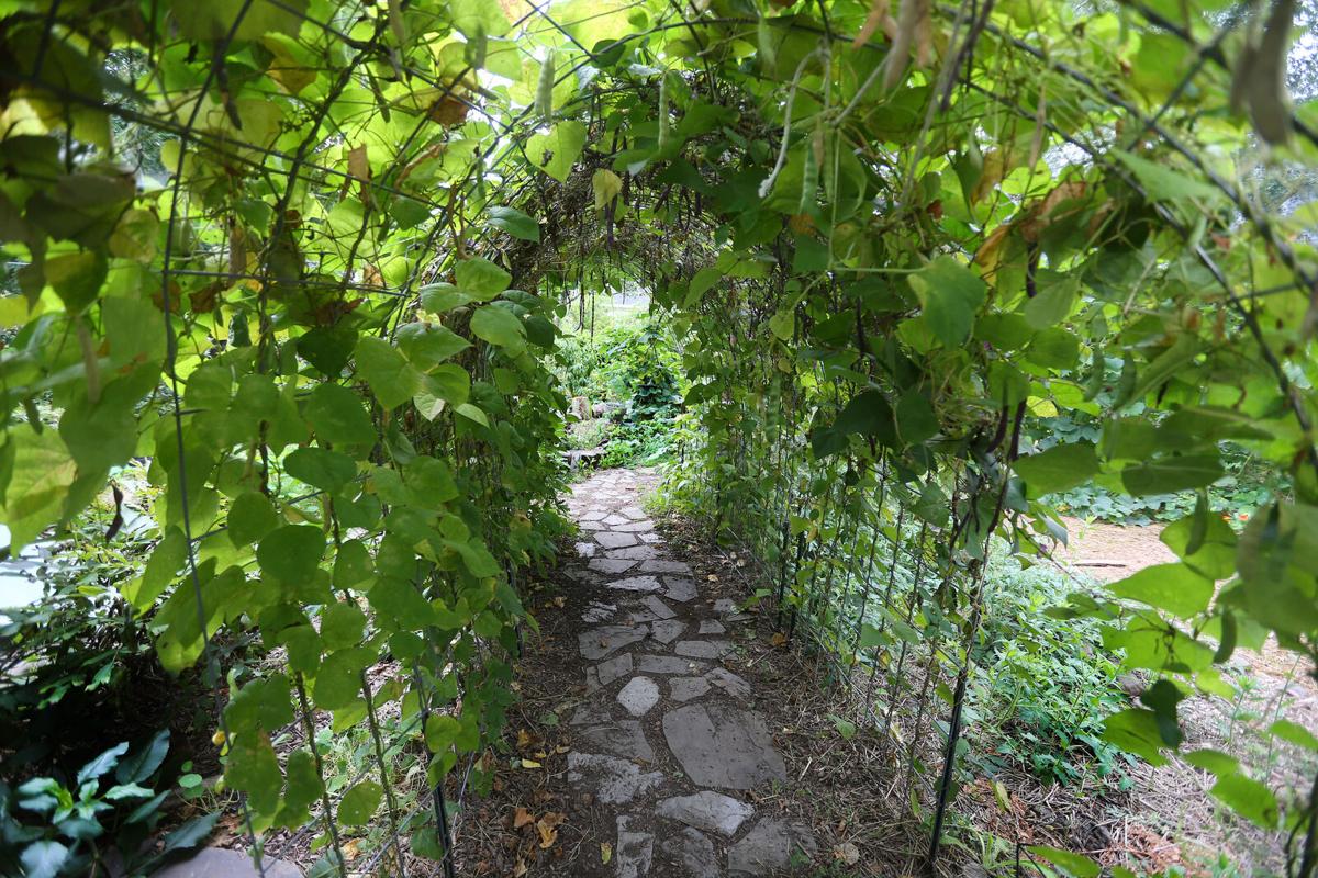 Bean tunnel on the Bolyards' garden