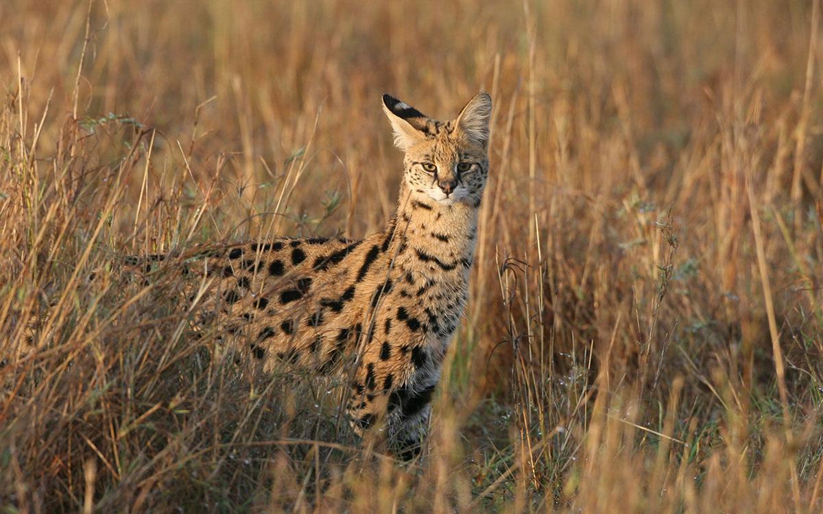 Kenyan Safari serval