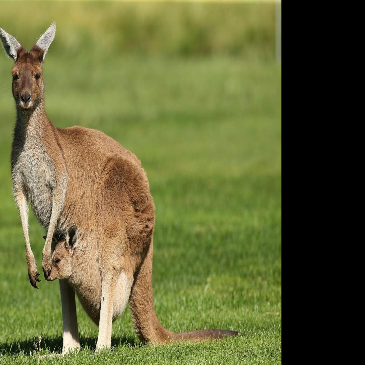 Science Notes Kangaroo S Tail Serves As Fifth Leg For Walking Opinion Buffalonews Com