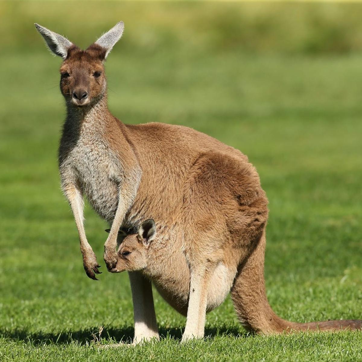 Science Notes Kangaroo S Tail Serves As Fifth Leg For Walking Opinion Buffalonews Com Science Notes Kangaroo S Tail Serves As Fifth Leg For Walking Opinion Buffalonews Com