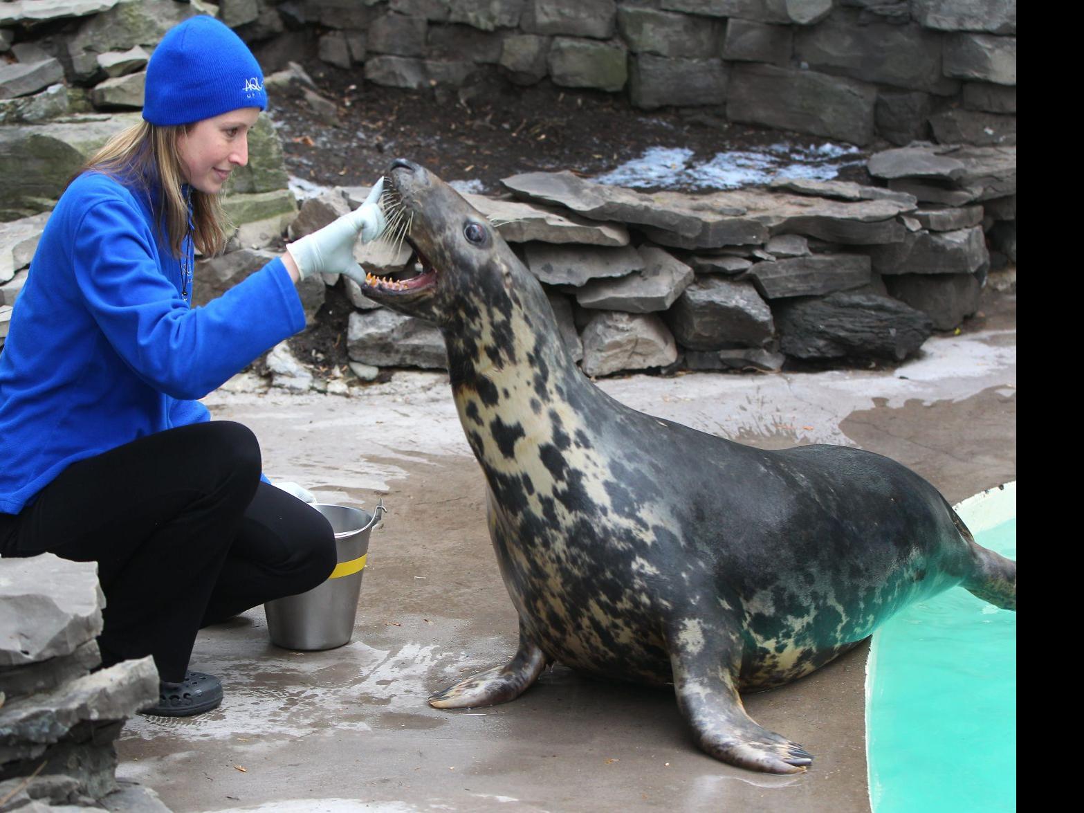 Della A Blind Gray Seal Now Calls Niagara Falls Aquarium Home Local News Buffalonews Com