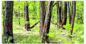 Critical forests