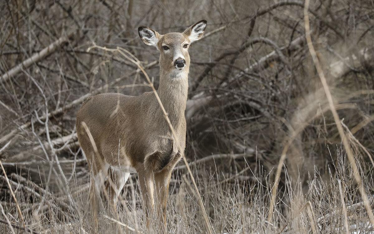 Children as young as 12 may hunt deer with guns in Erie County