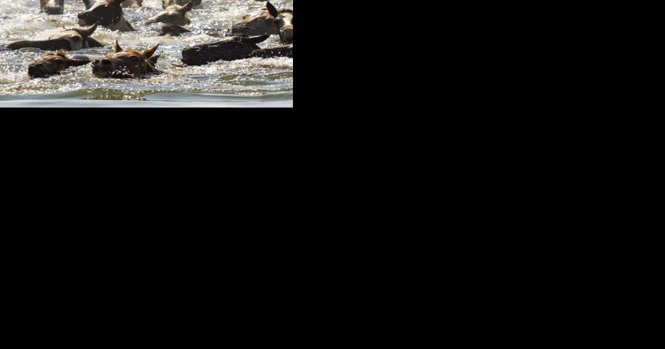 Crowds watch famed Chincoteague wild ponies complete 98th annual swim in Virginia - Vimarsana News