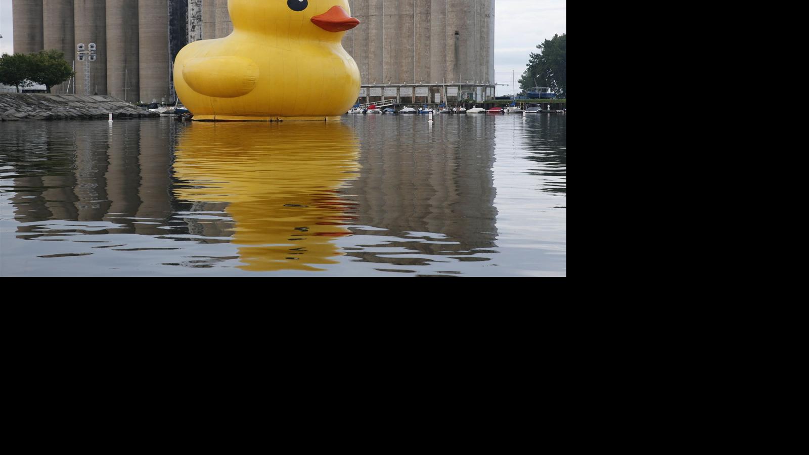 World's Largest Rubber Duck is now floating at Canalside Local News
