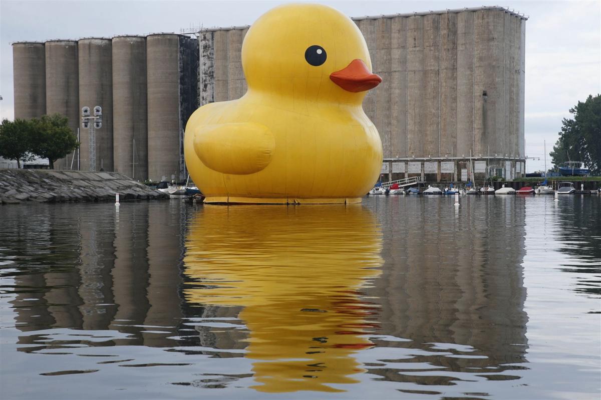 World's Largest Rubber Duck is now floating at Canalside Local News