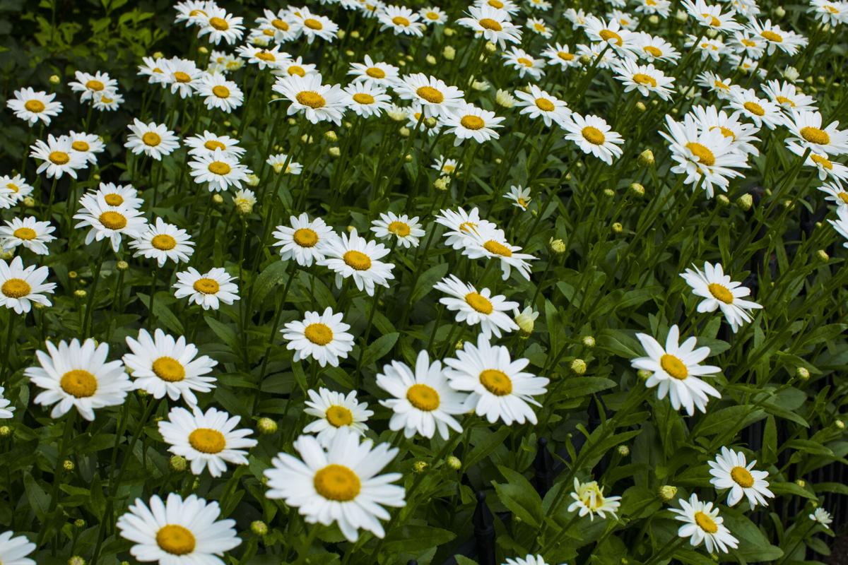 garden walks