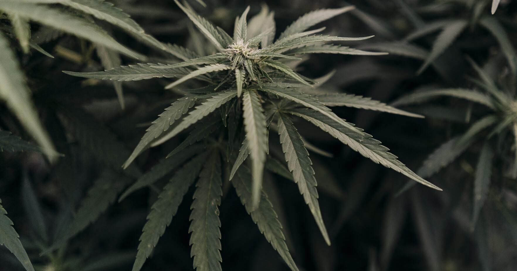 Cannabis lawsuit by Niagara, Chautauqua county applicants - Vimarsana News