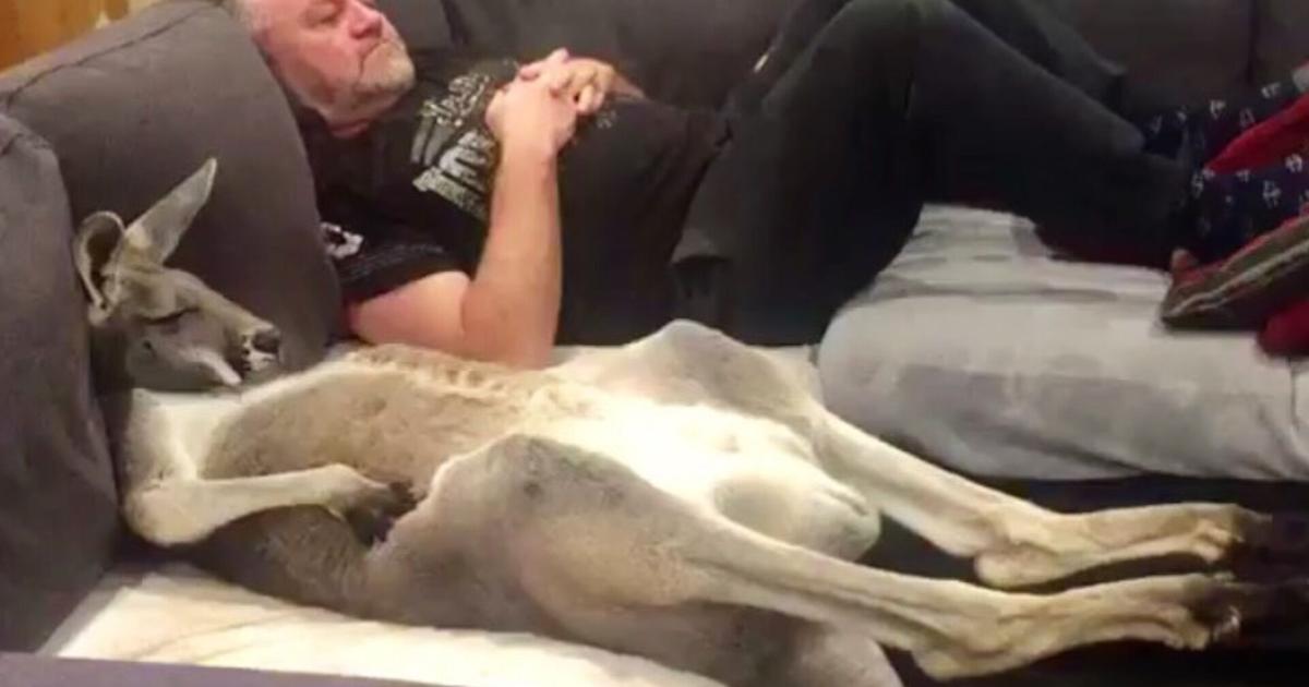 Rescue kangaroo insists on daily couch cuddles with dad