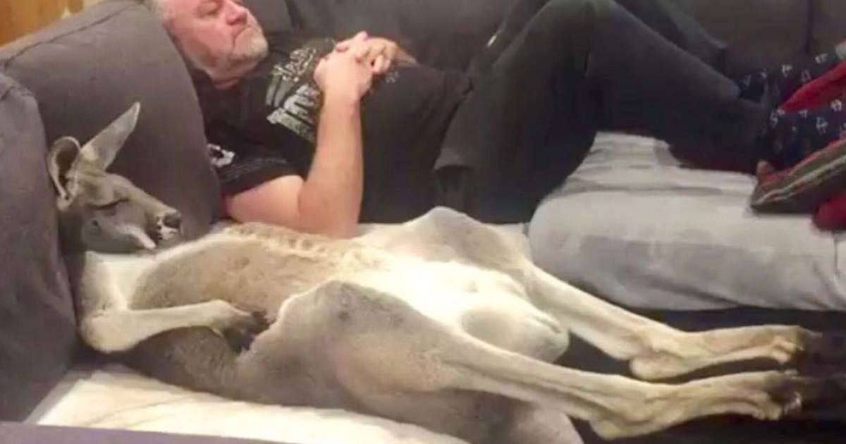 Rescue kangaroo insists on daily couch cuddles with dad