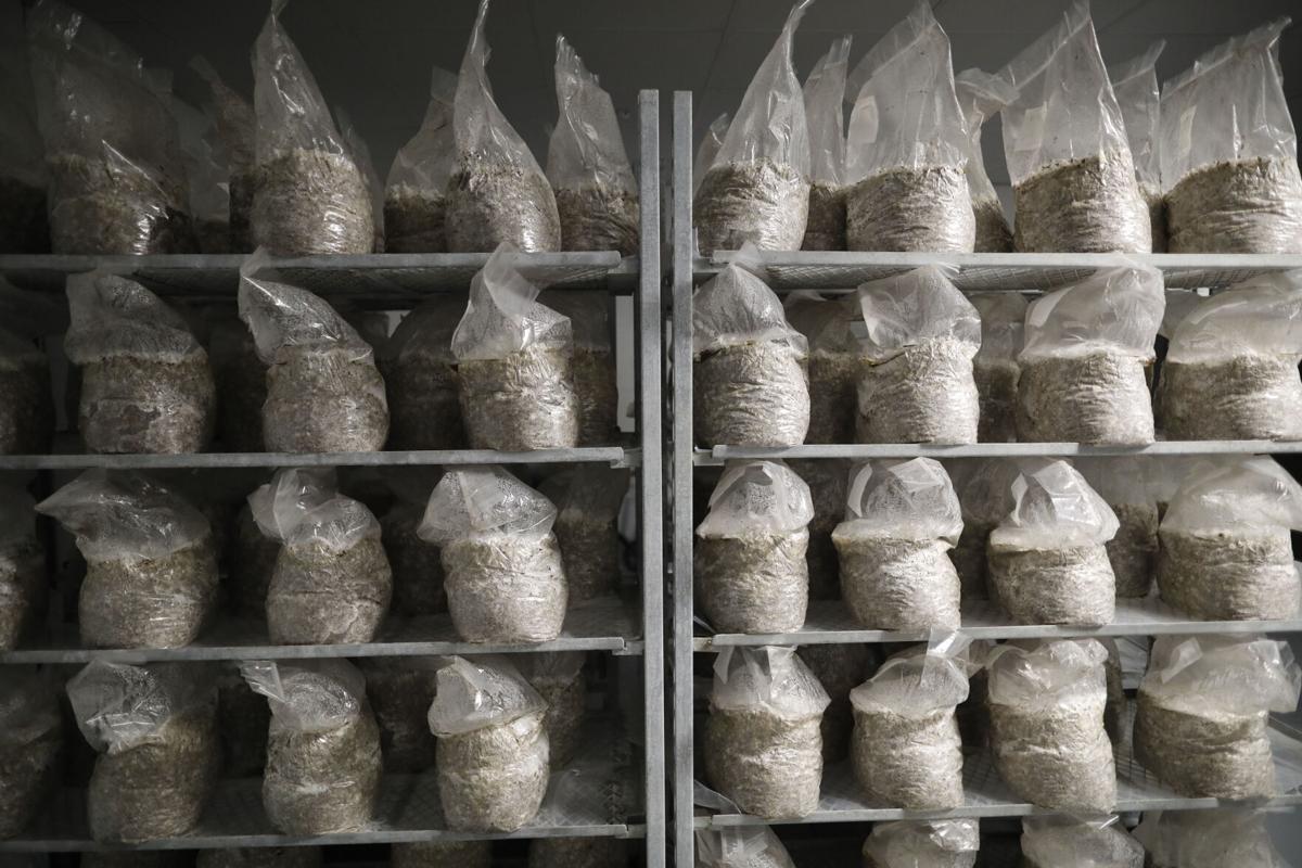 Find Flat 12 Mushrooms In Quiche Pastries And Even Mushroom Coffee Restaurants Buffalonews Com Find Flat 12 Mushrooms In Quiche Pastries And Even Mushroom Coffee Restaurants Buffalonews Com