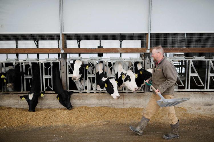 Mallards Dairy Farm feed cows (copy)
