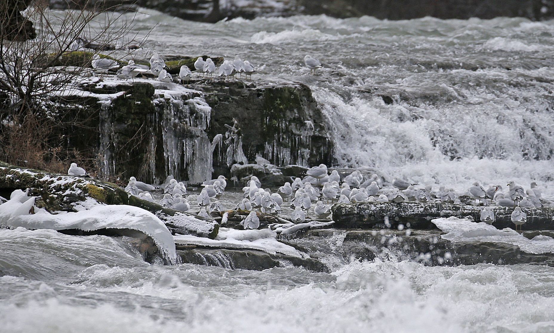 Could common tern concern stop project to dry up Niagara Falls