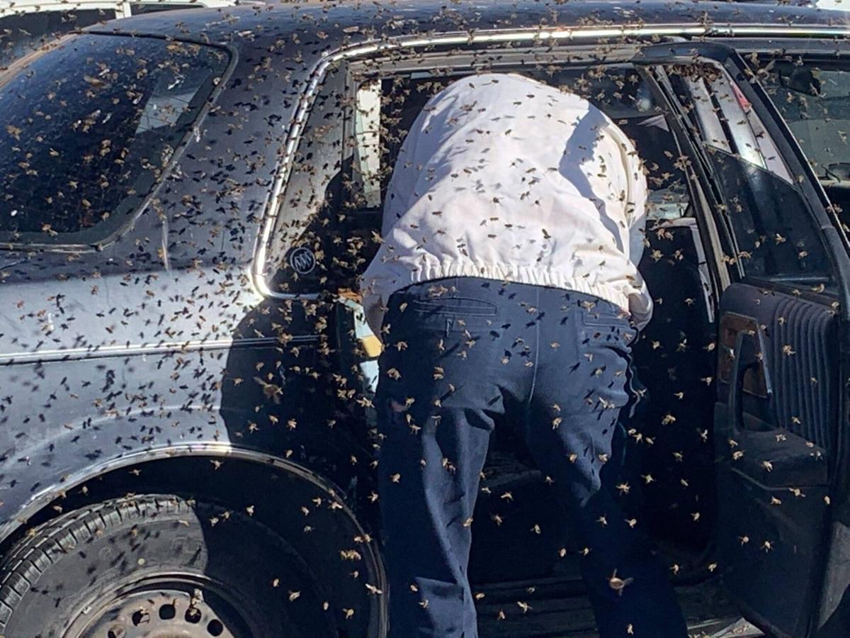 A man returned from shopping and found 15,000 bees in his car (copy)