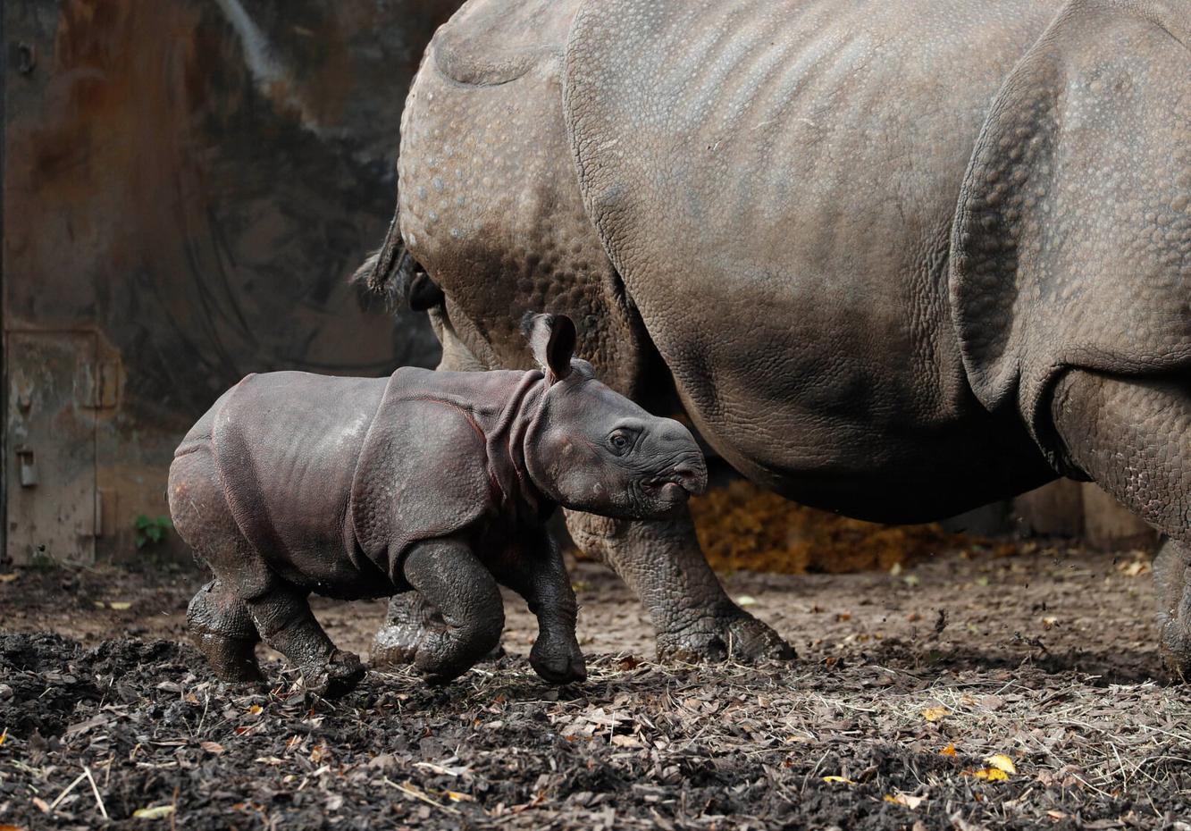 250 pounds of cuteness: Baby rhino makes public debut at the Buffalo Zoo