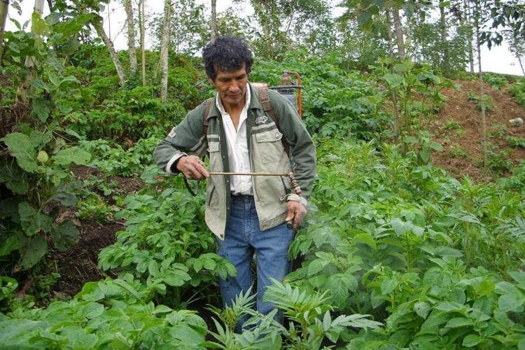 Potatoes may have shaped genetic makeup of Indigenous Andeans