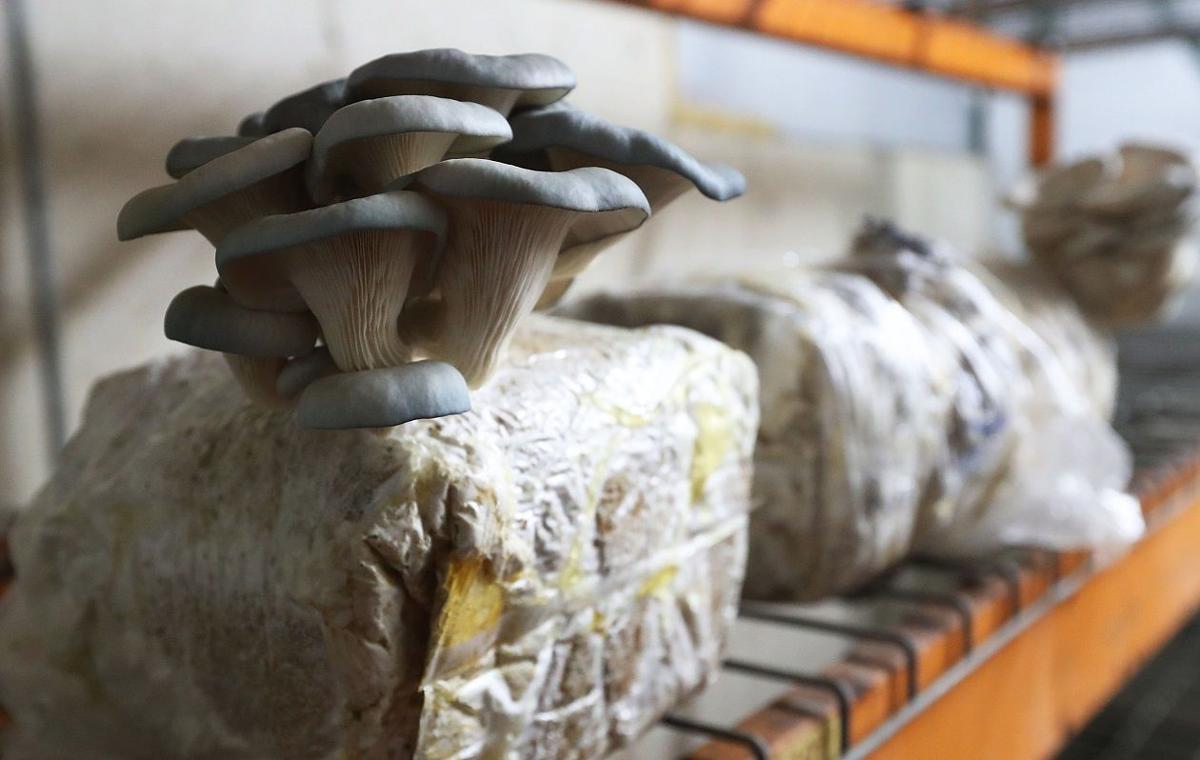 At Flat 12 On The West Side Business Is Mushrooming Dining Buffalonews Com At Flat 12 On The West Side Business Is Mushrooming Dining Buffalonews Com