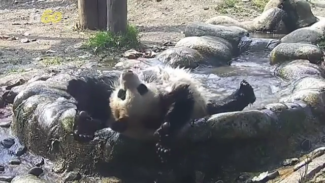 Miley Cyrus Yoga Caption Porn - Adorable panda caught doing water yoga at China conservation center