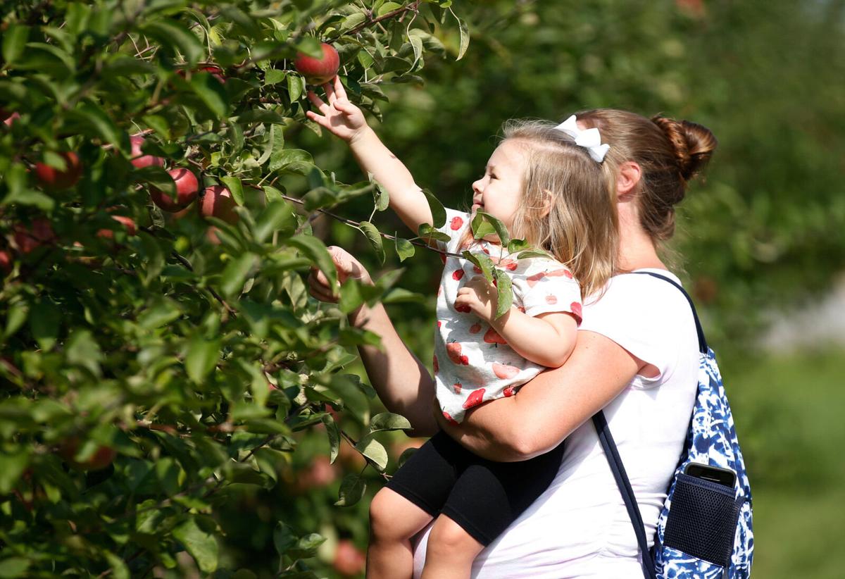 Picking apples (copy) Smith's Orchard (copy)