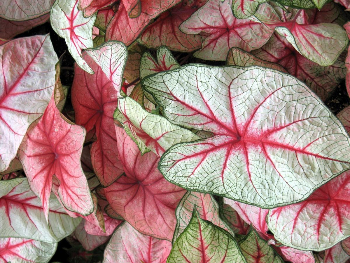 Overwintering Tropical Plants Home Garden Buffalonews Com