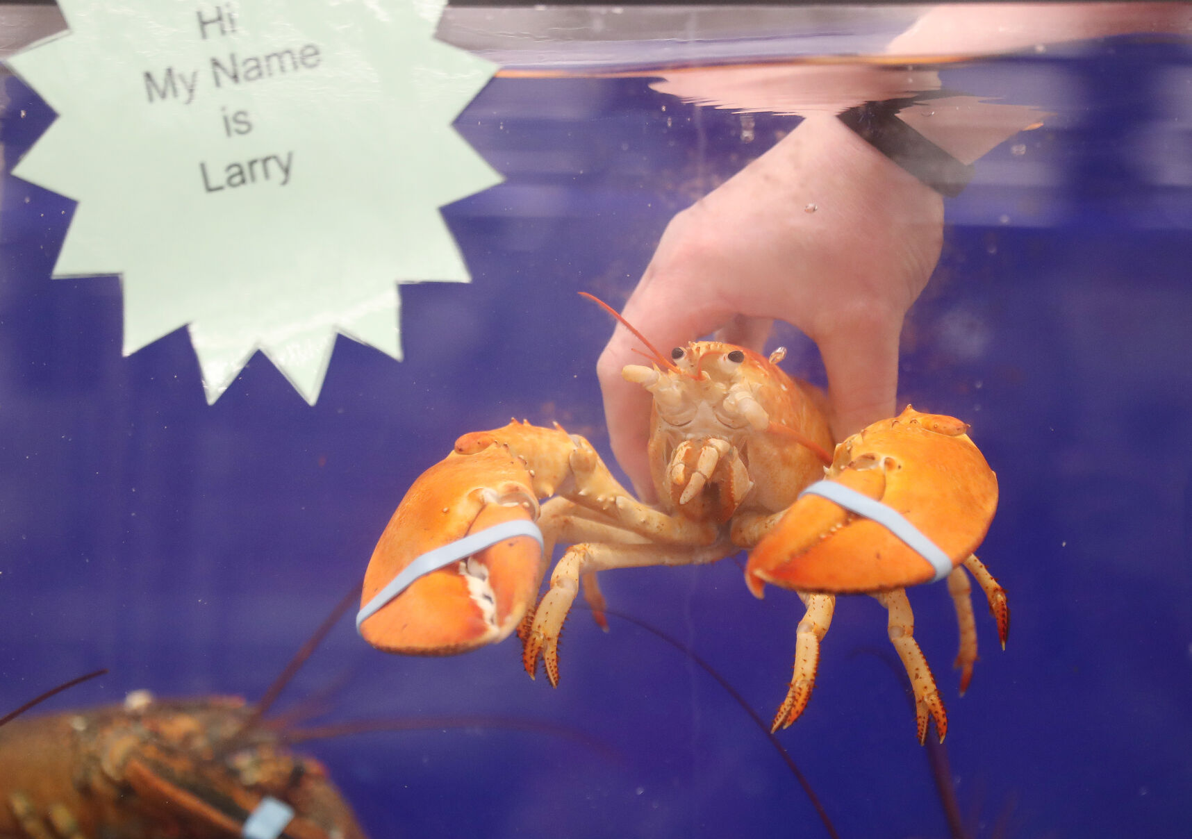 Rare orange lobster lands in Tops grocery tank and avoids becoming