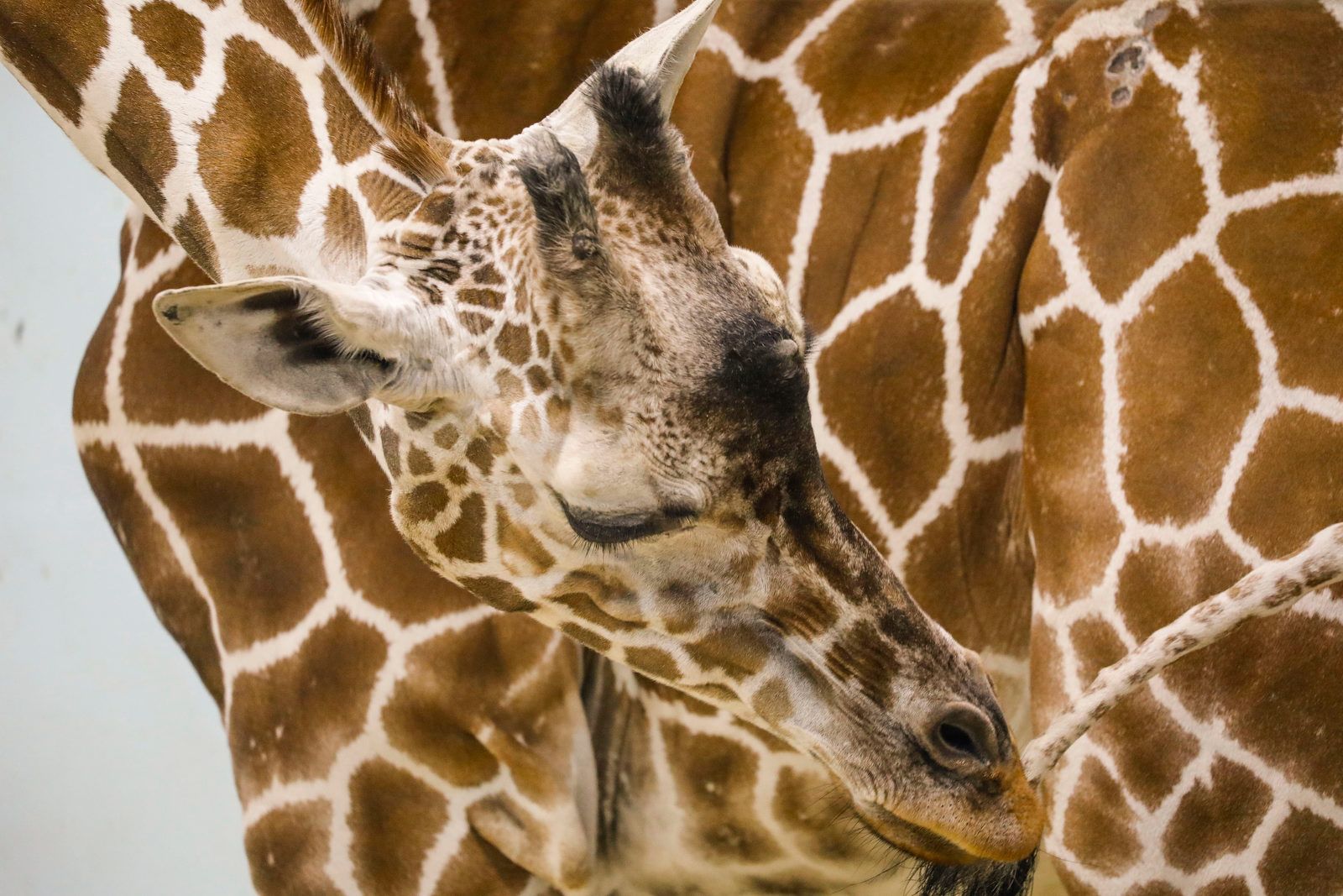 reticulated giraffe predators