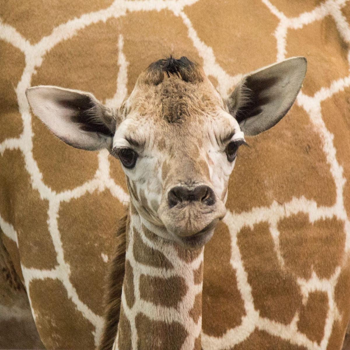 Male Giraffe Born At Buffalo Zoo Local News Buffalonews Com