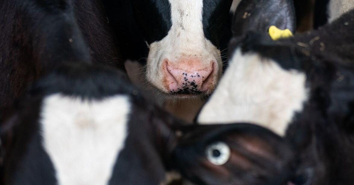 Stolen Calves