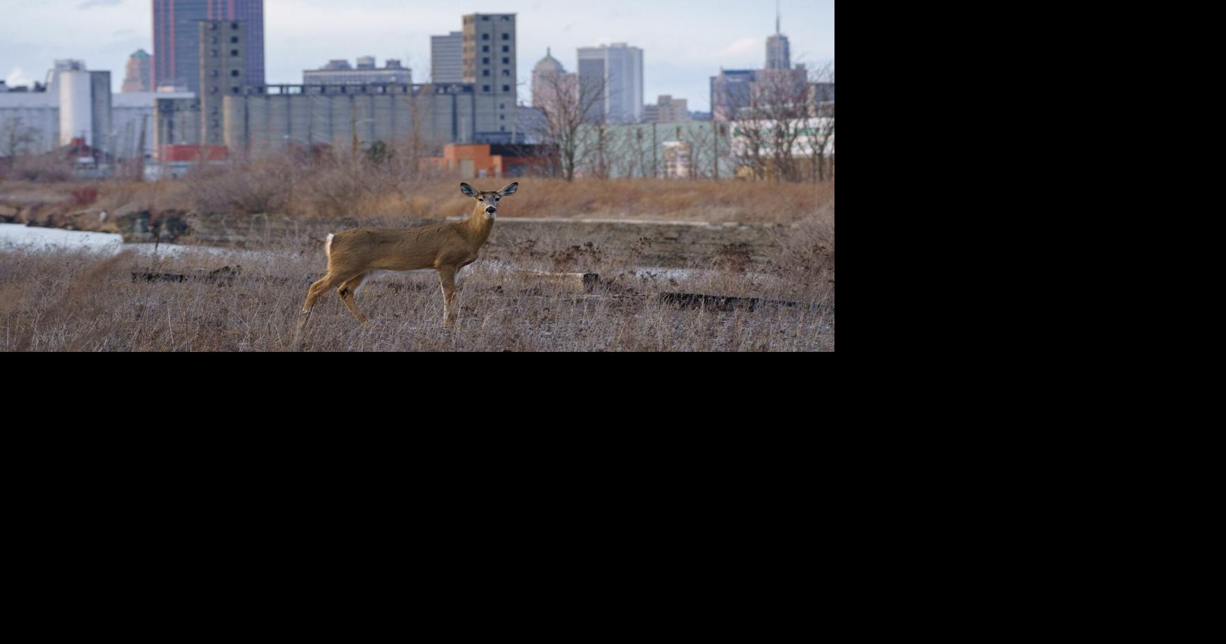 Bill Hilts Jr.: How did deer hunters fare in 2025?