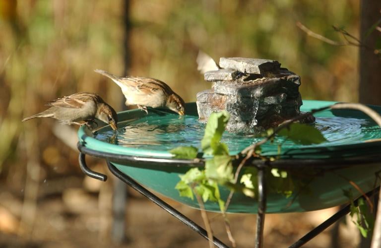 Reader Challenge: The best bird bath | Home & Garden ...