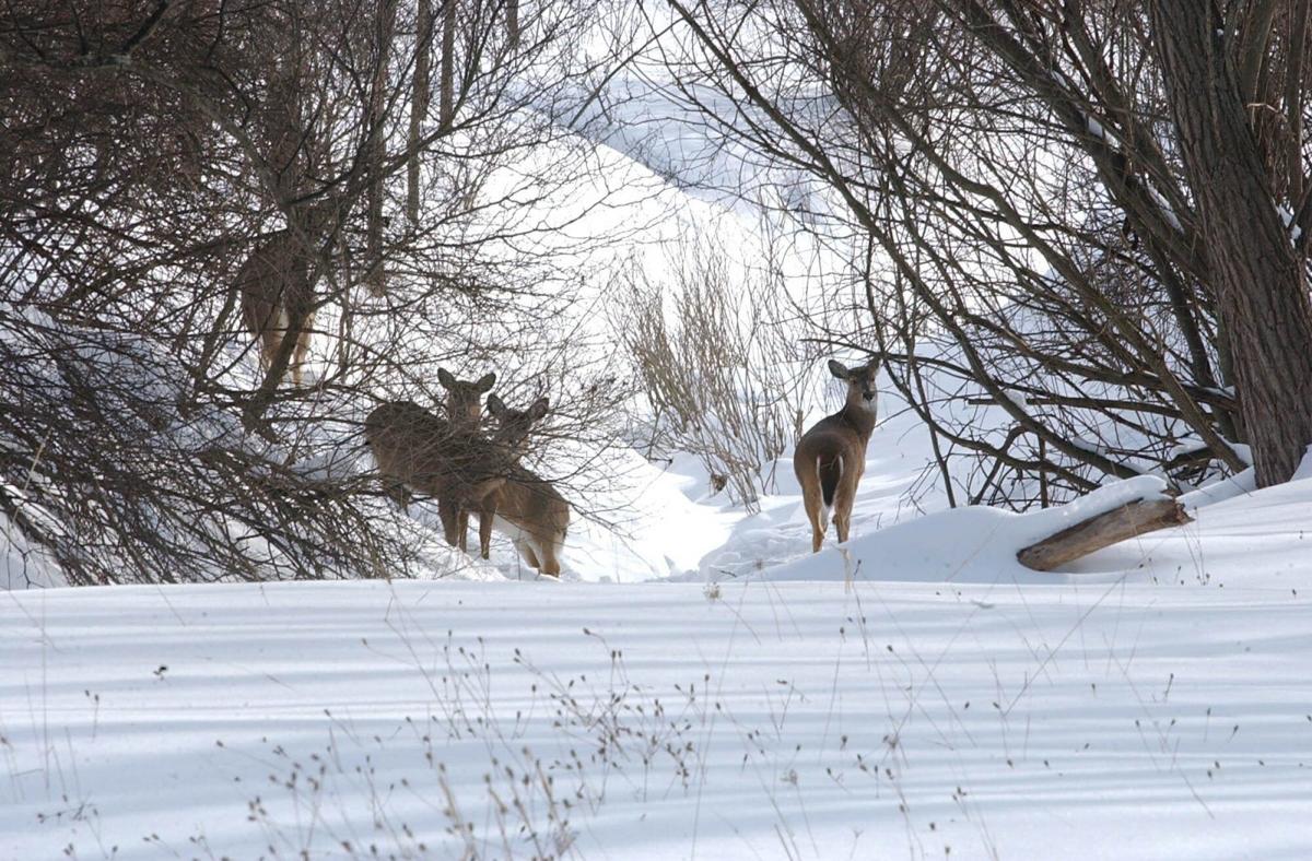 Attention Well Meaning People Do Not Feed Outer Harbor Deer