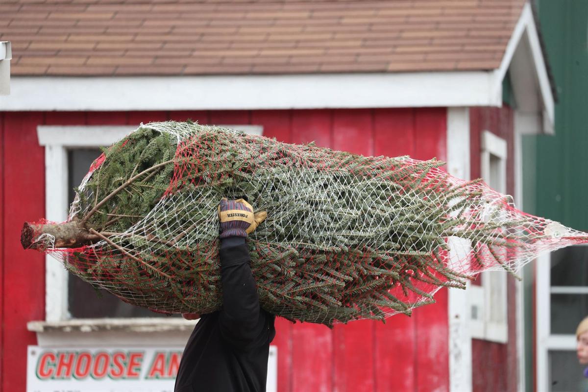 Visit these Christmas tree farms to cut your own or pick your perfect tree | Entertainment ...