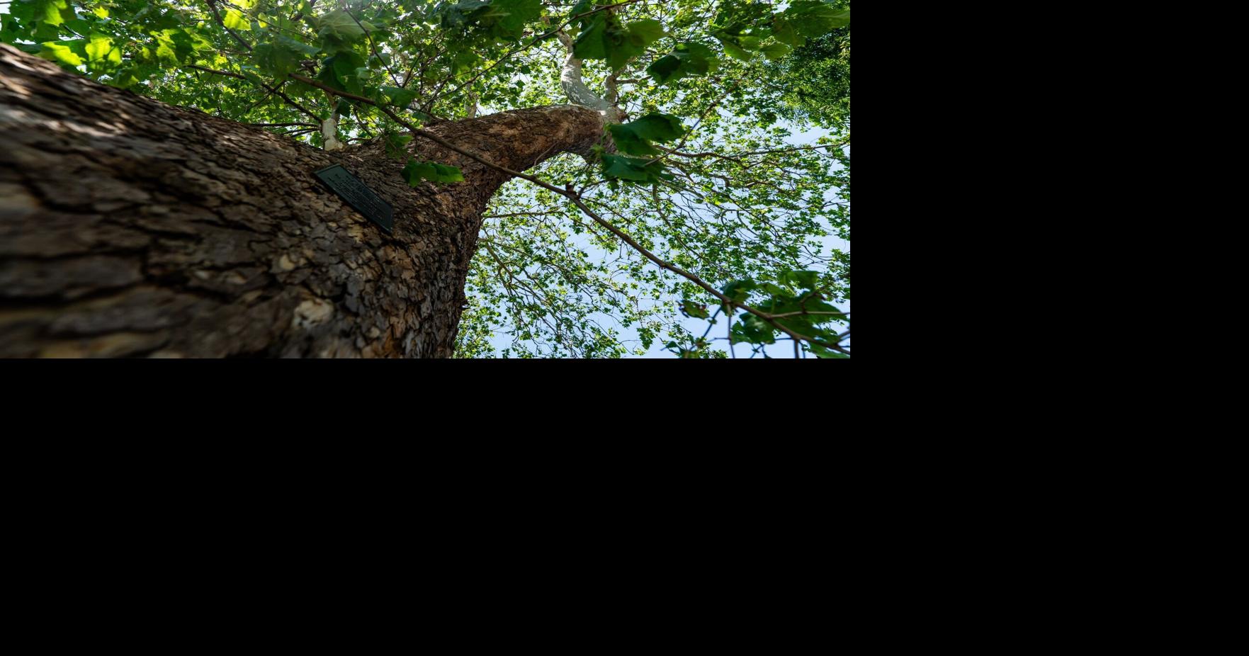 Buffalo's oldest sycamore has survived wars, storms and time. Now it relies on stewardship