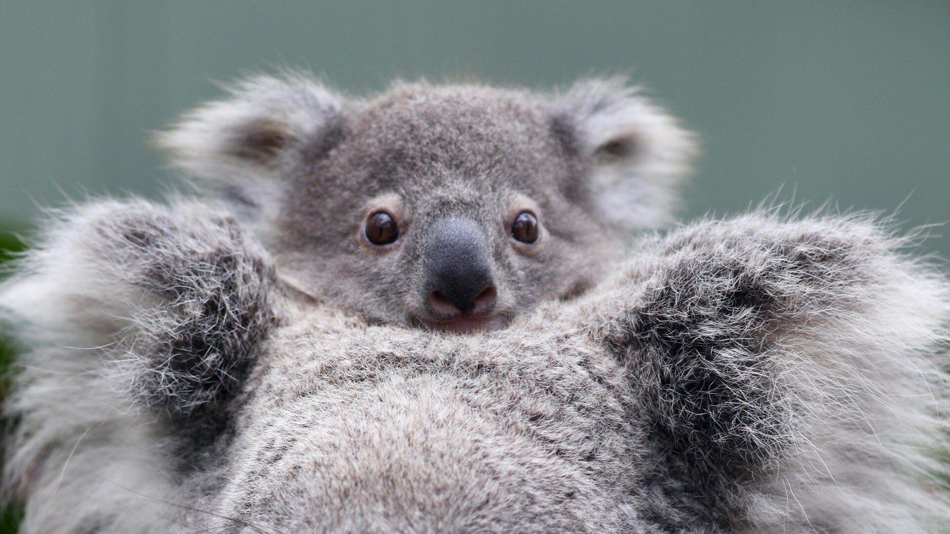 Birth of Australian zoo's 100th koala joey sparks hope for survival of  iconic species