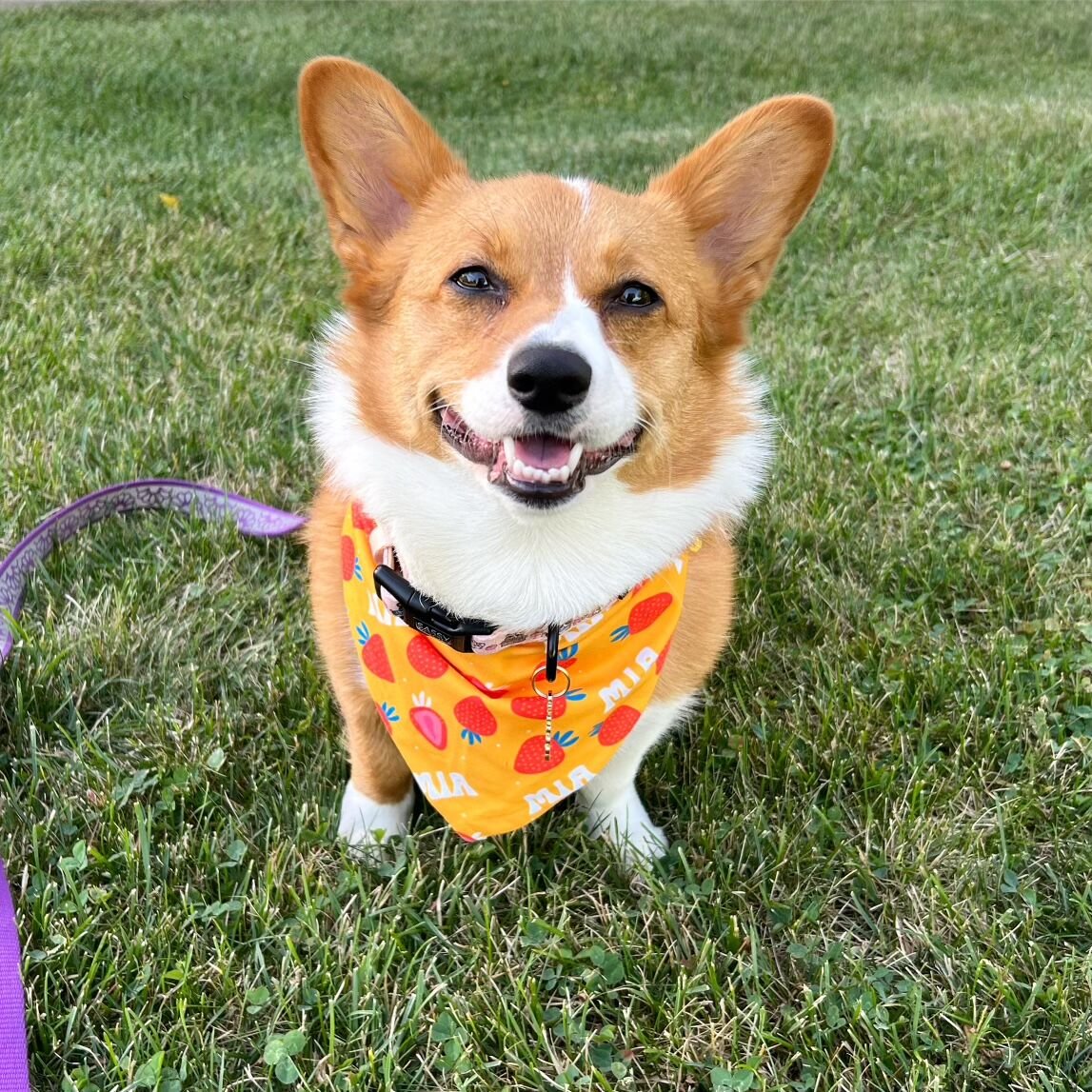 'We'll see who's the bravest': Eight corgis to race in Bills' Corgi Cup ...