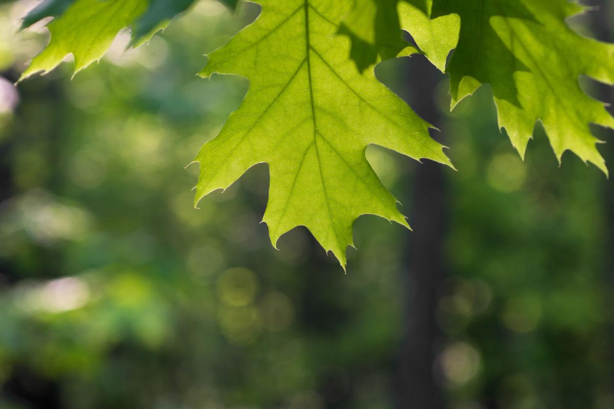 Young tree