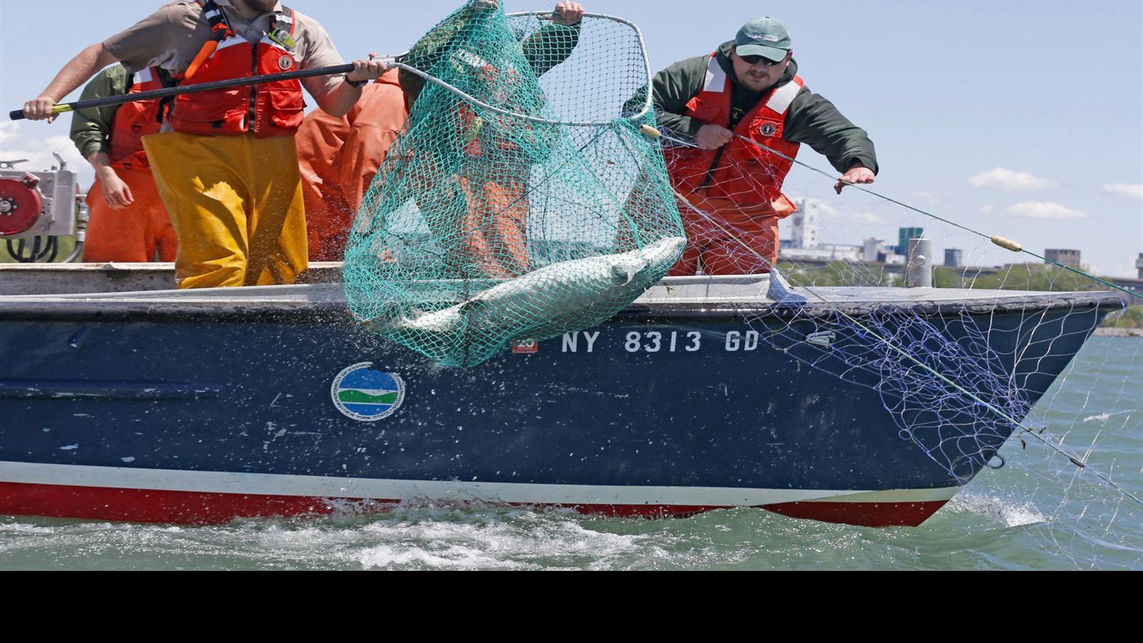 An Ambitious Project Begins To Shed Light On A Mysterious Lake Erie Fish Local News Buffalonews Com