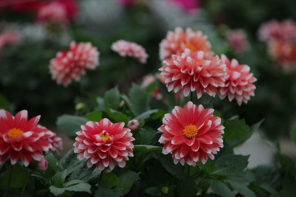 Not Too Late To Buy Delightful Dahlias Pretty Petunias Home