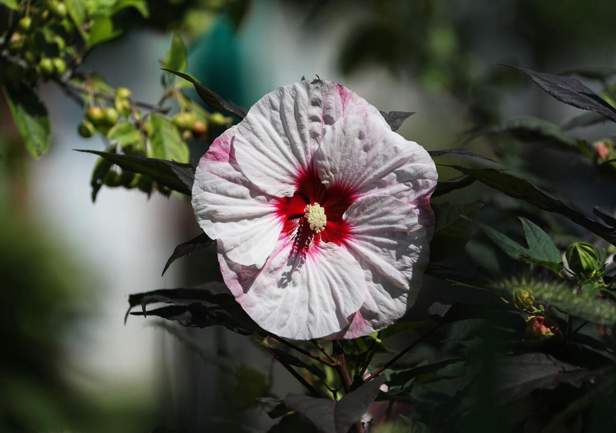 Great Gardening: The glorious flowers of fall