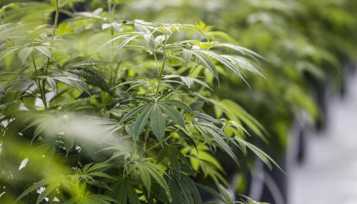 Growing interest in new legalization of marijuana in Virginia