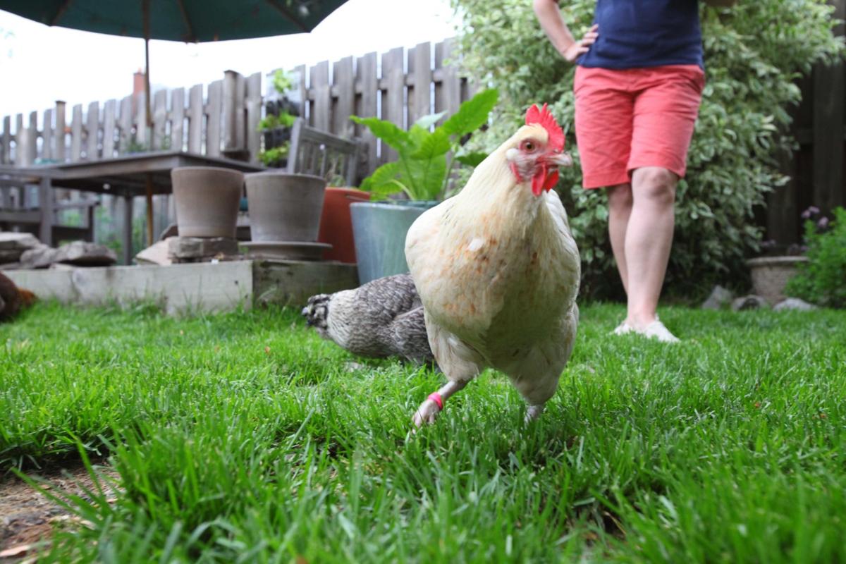 Williamsville Proposal For Backyard Chickens Caps Number Of Fowl