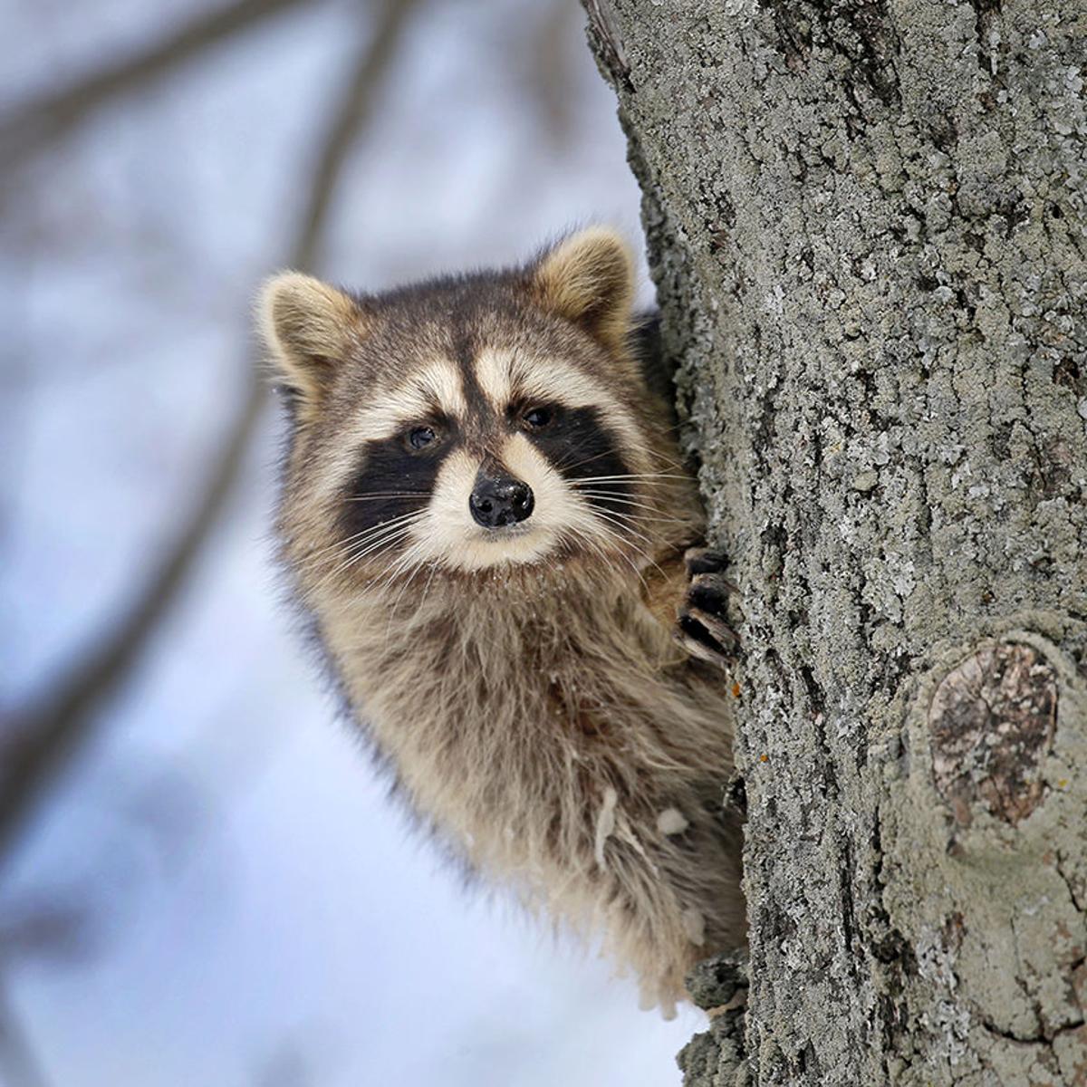 Biting Dog Baby Raccoons Are Focus Of Rabies Probes In Niagara Falls Health Buffalonews Com Biting Dog Baby Raccoons Are Focus Of Rabies Probes In Niagara Falls Health Buffalonews Com