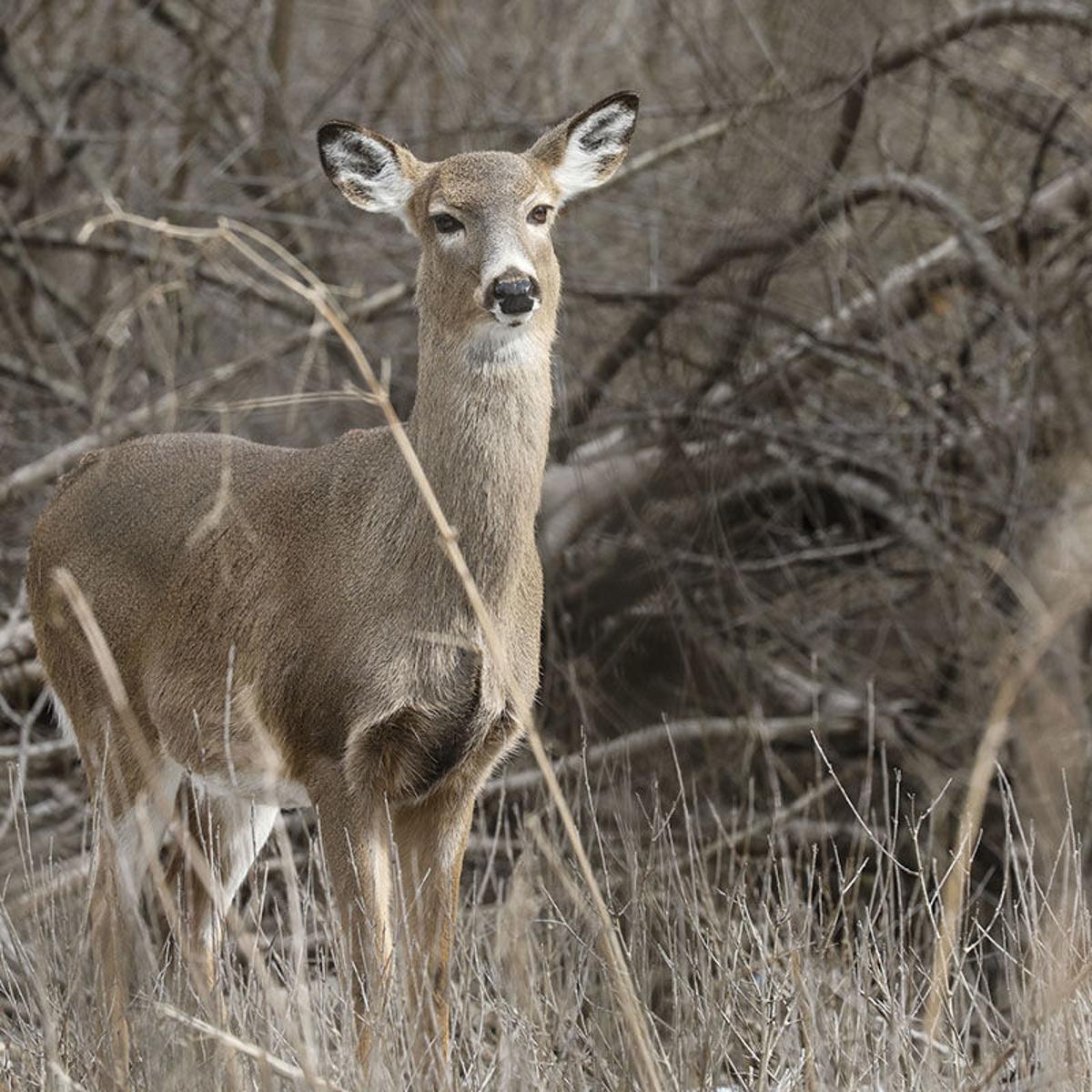 Respect Wildlife Laws and Regulations