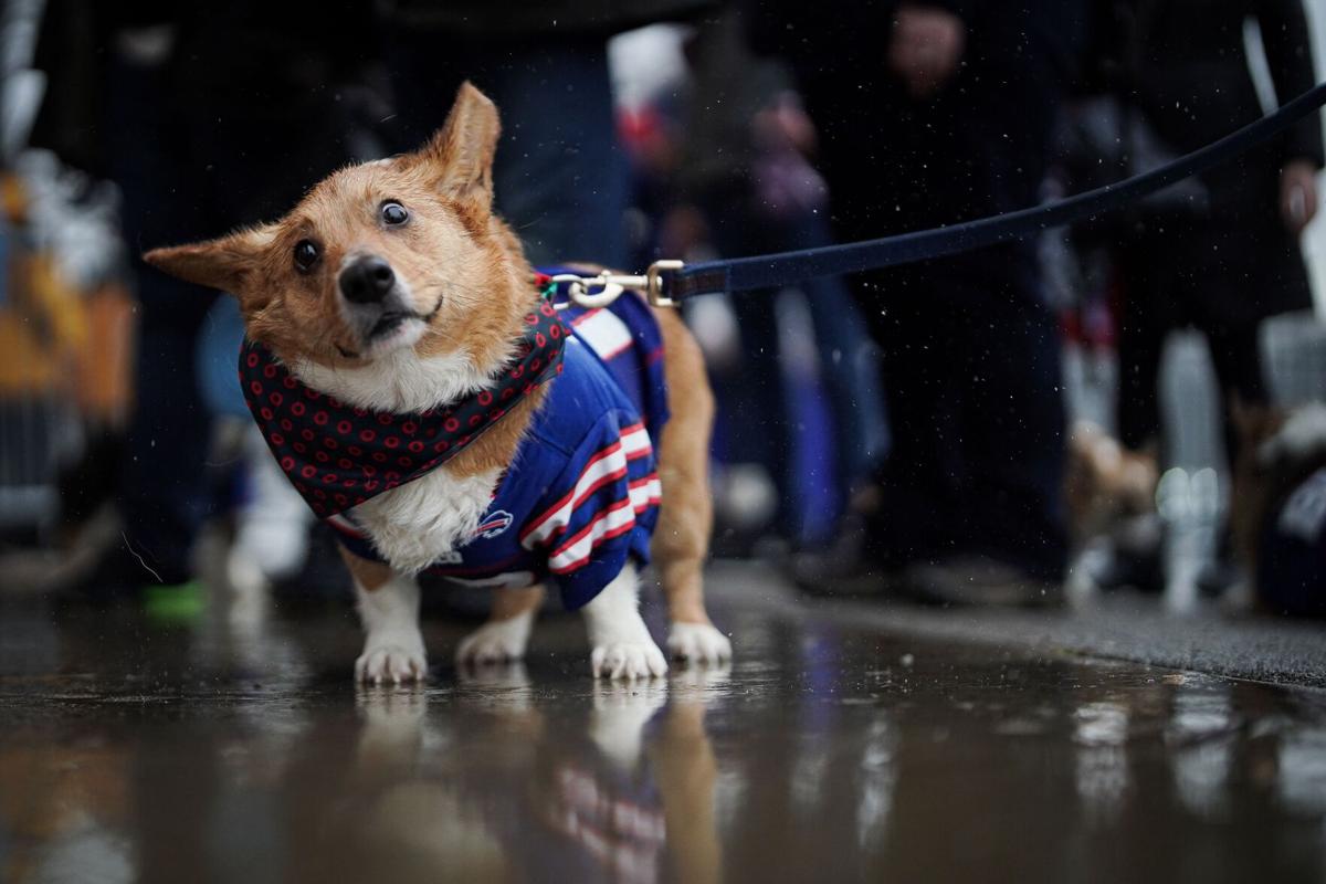 Meet some of the corgis that will be racing during halftime of the Bills  game