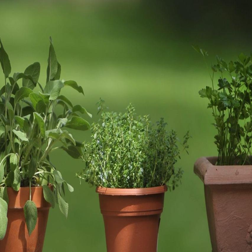 Gardening Questions Find Some Answers On Garden Fence Chats Home Garden Buffalonews Com