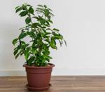 Exercise your green thumb
