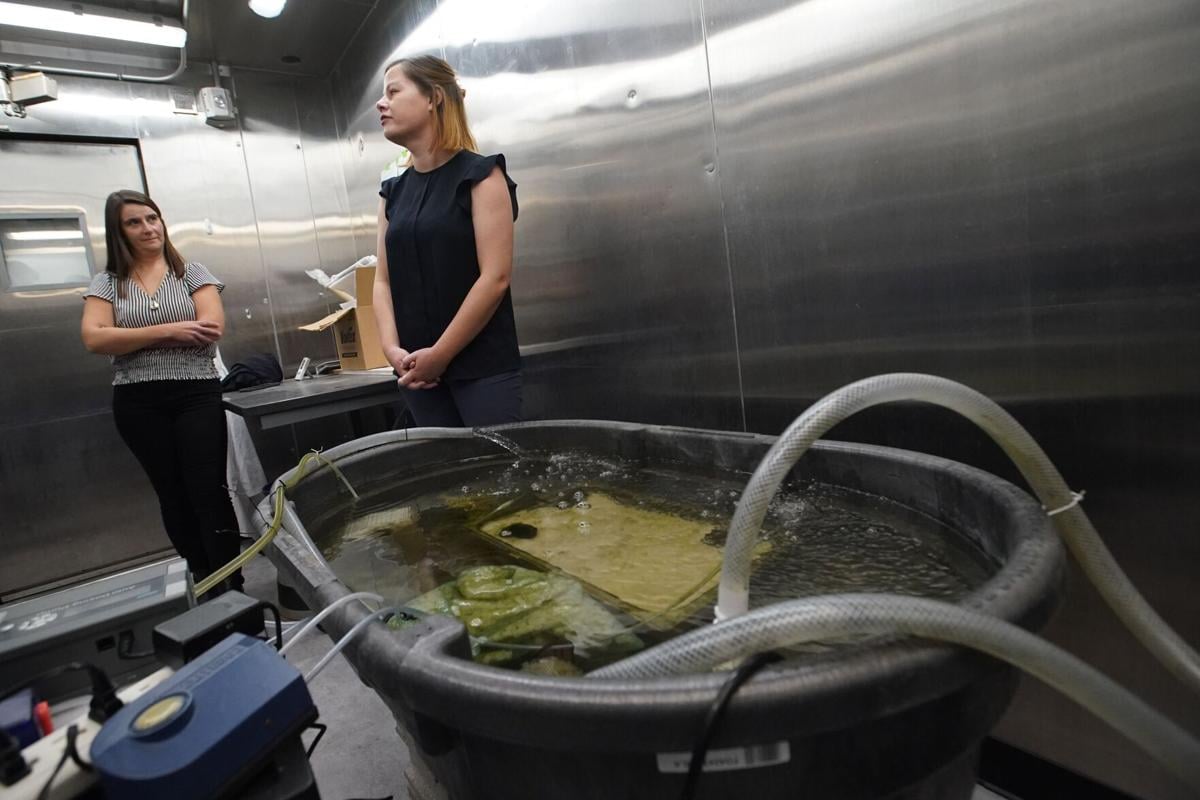 Freshwater mussels at UB lab hold hope for years of conservation studies